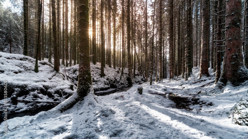 Beautiful forest area in winter Beautiful forest area in winter