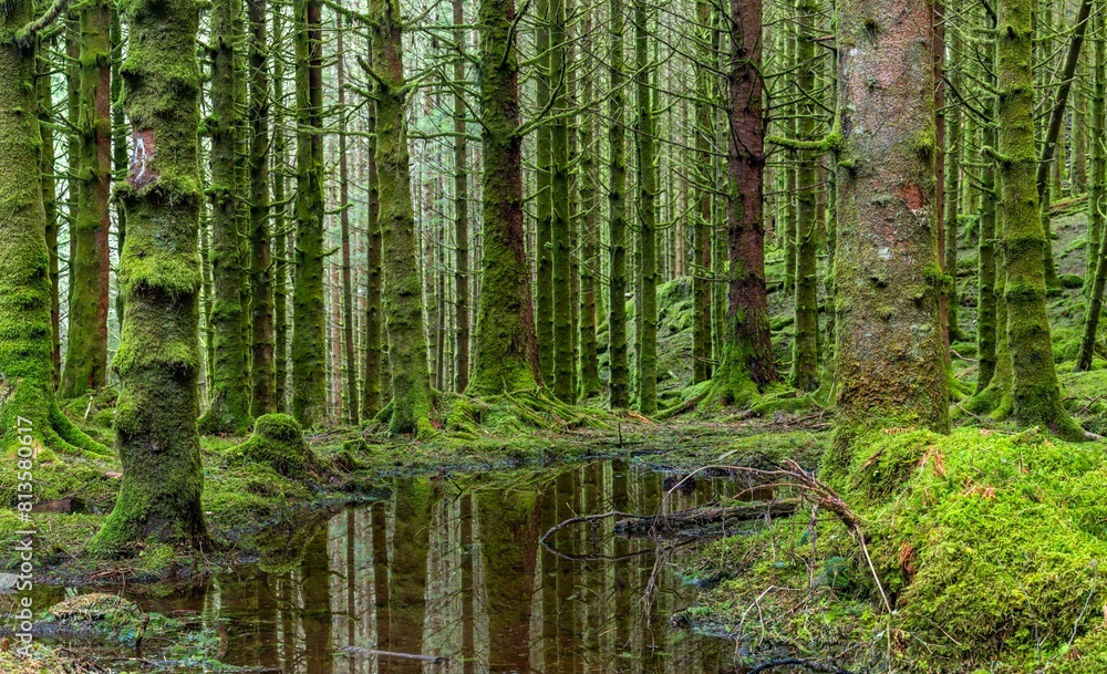 Beautiful forest area with mossy trees Beautiful forest area with mossy trees