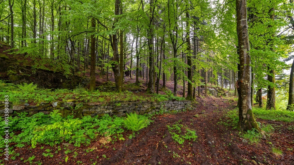 Beautiful forest area with mossy trees Beautiful forest area with mossy trees