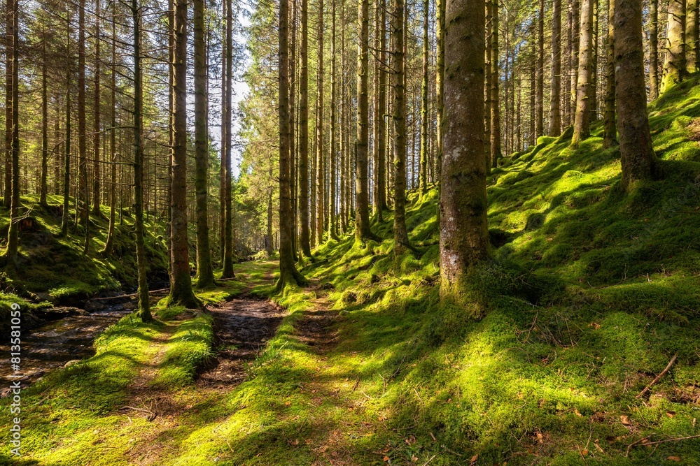 Fototapeta premium Scenic shot of a dense moss covered forest with tall trees