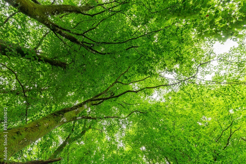 Low angle of green trees in a forest Low angle of green trees in a forest