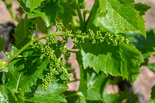 Young grapes grow on the vine. Small grapes, Vineyard in early spring. © Ajdin Kamber