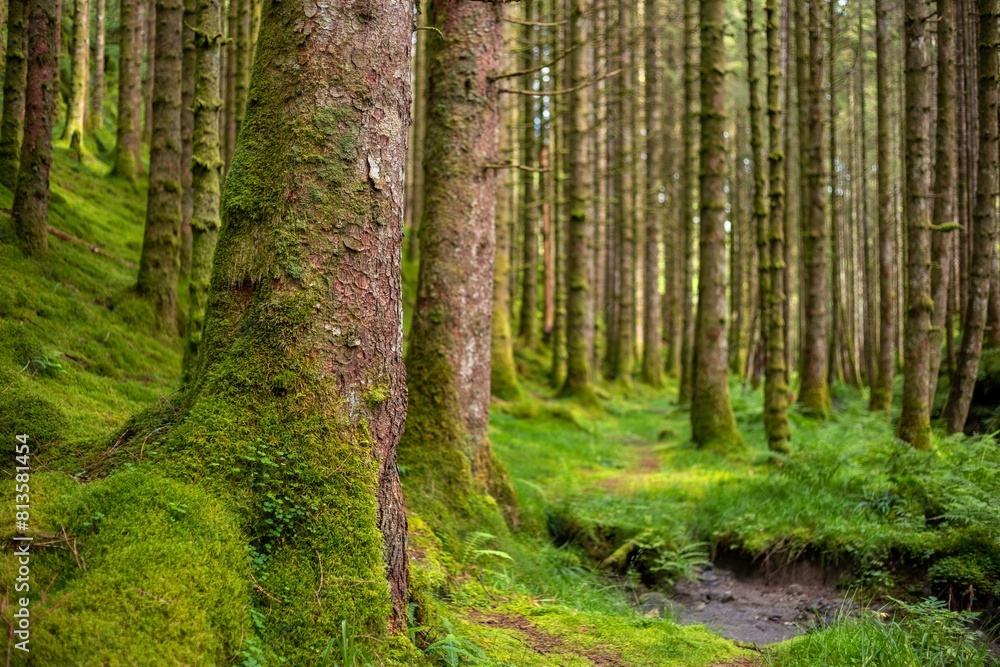 Obraz premium Forest landscape with mossy trees
