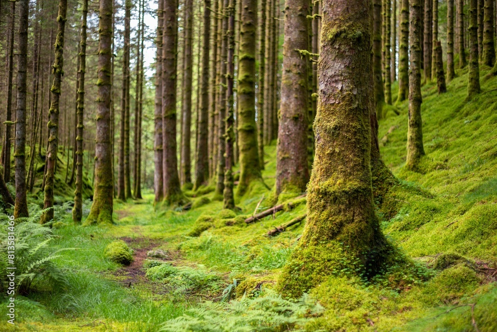 Naklejka premium Forest landscape with mossy trees
