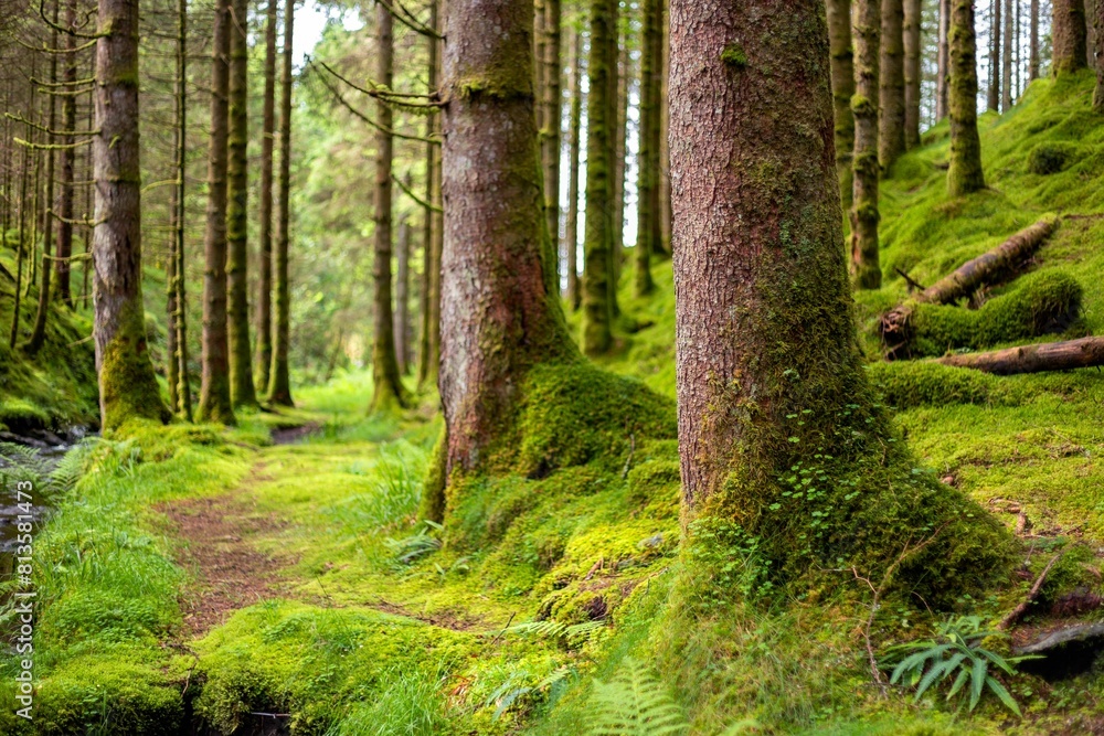 Forest landscape with mossy trees Forest landscape with mossy trees