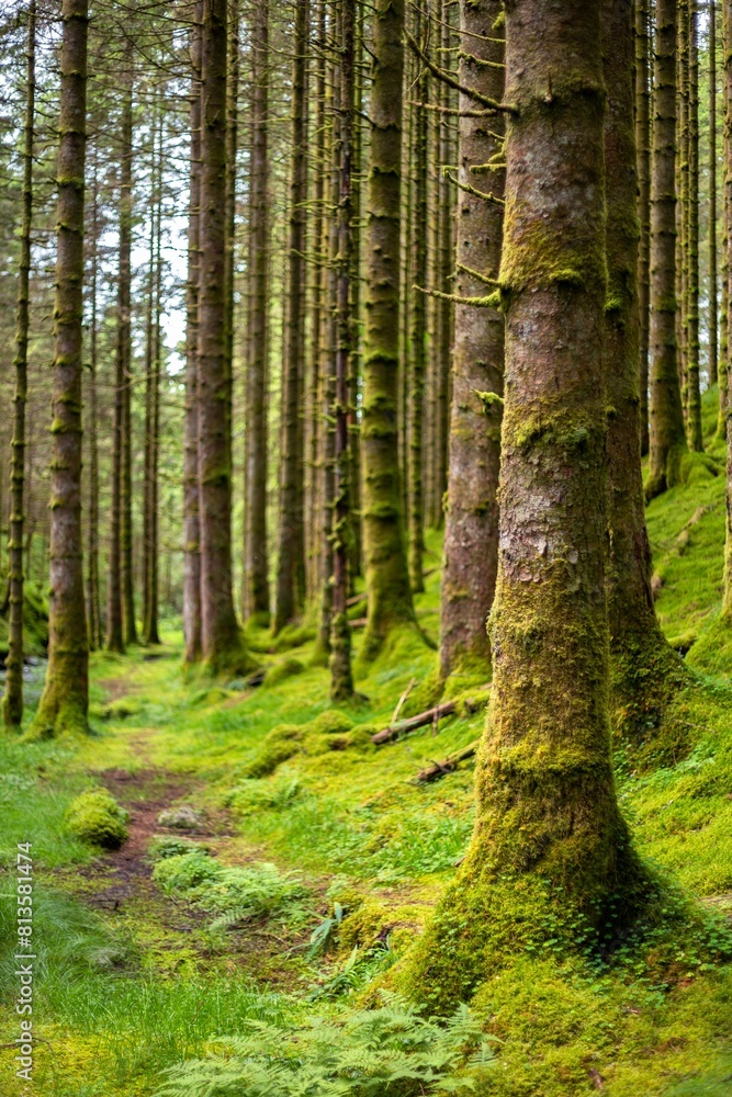 Naklejka premium Forest landscape with mossy trees