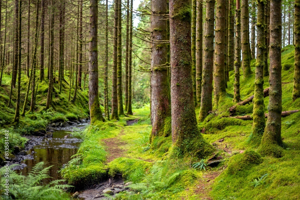 Small creek in a forest Small creek in a forest