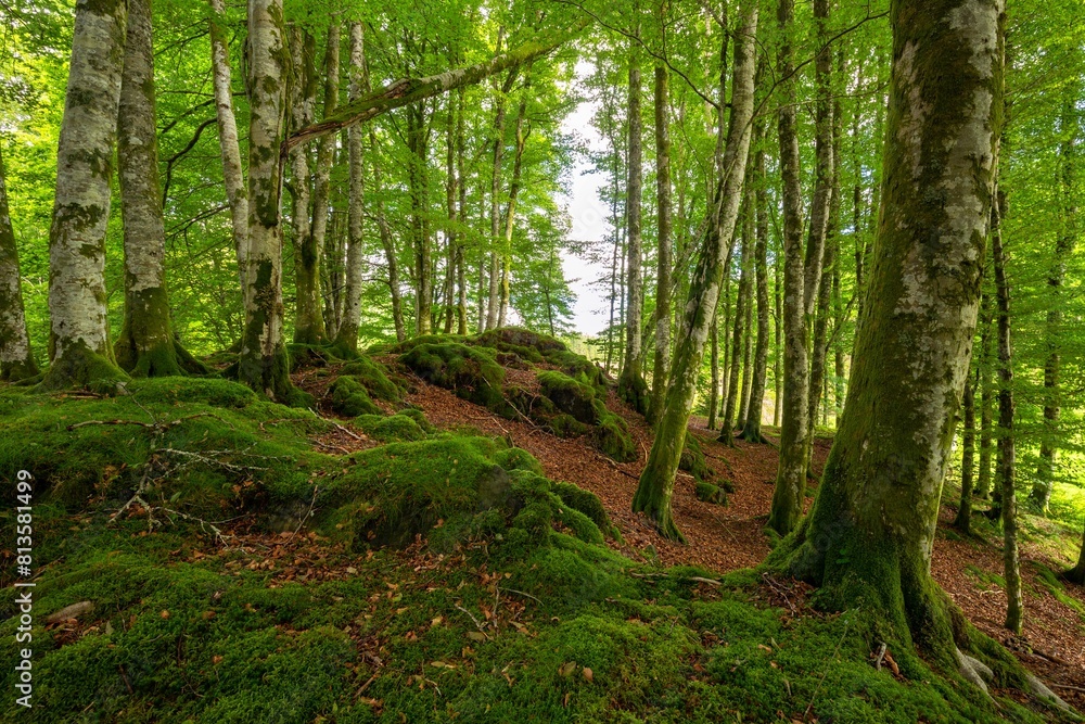 Fototapeta premium Forest landscape with mossy trees