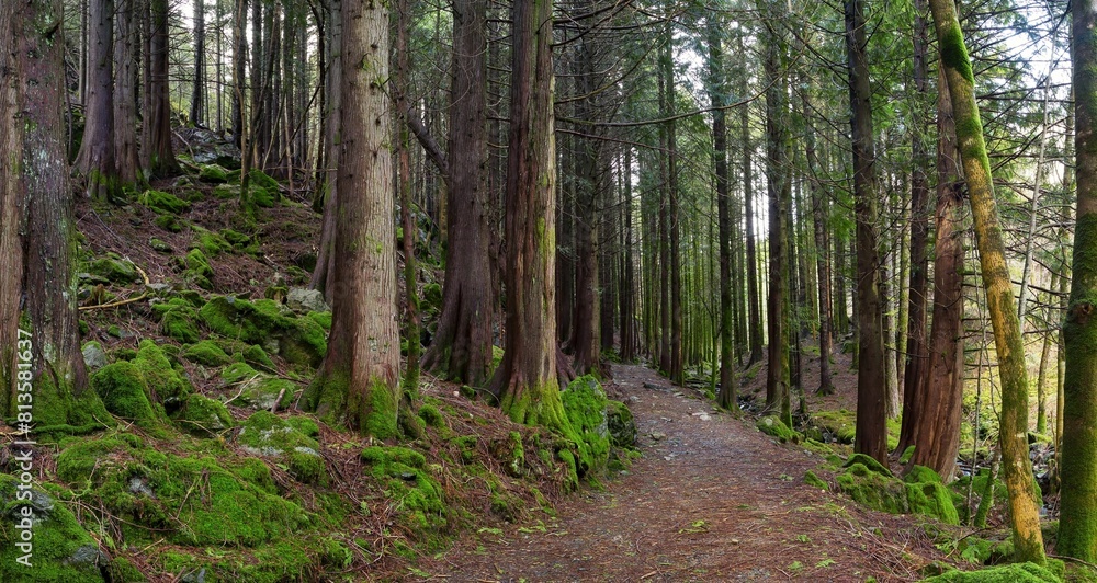 Walking trail through a beautiful mossy forest Walking trail through a beautiful mossy forest
