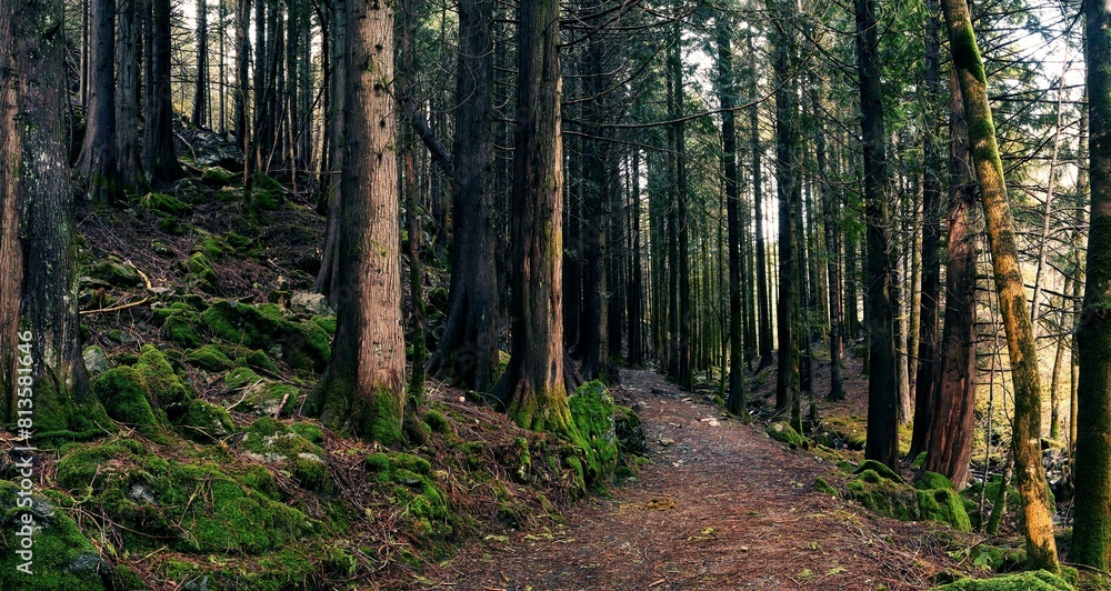 Fototapeta premium Walking trail through a beautiful mossy forest
