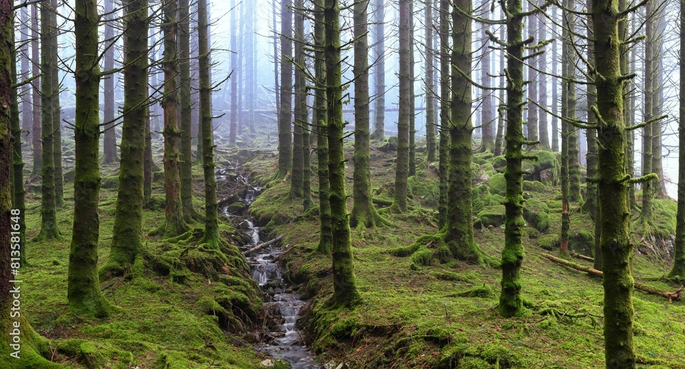 Fototapeta premium Beautiful flowing stream through a mossy green forest