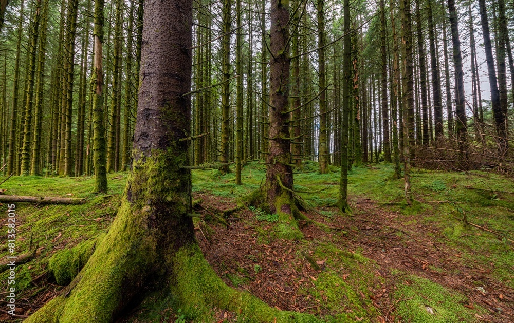 Beautiful shot of a mossy bright green forest Beautiful shot of a mossy bright green forest