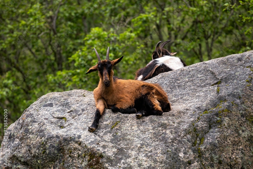 Beautiful shot of mountain goats resting on a big rock surrounded by green trees Beautiful shot of mountain goats resting on a big rock surrounded by green trees