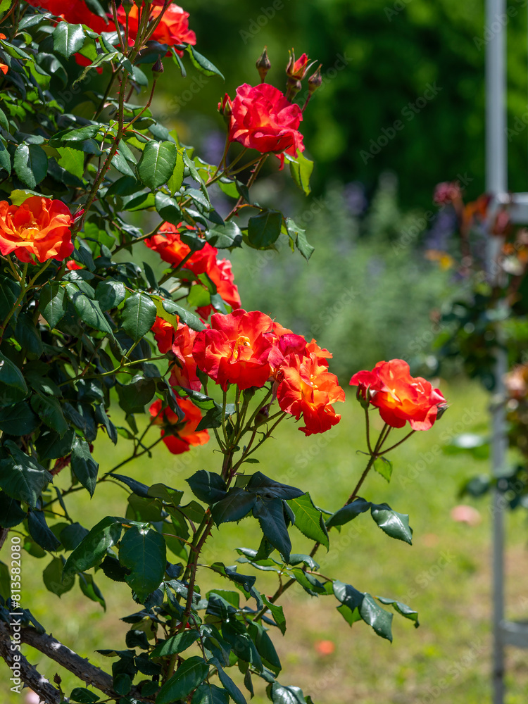 植物園に咲く赤い薔薇の花