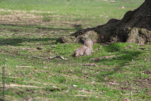 squirrel in the park. the wild nature