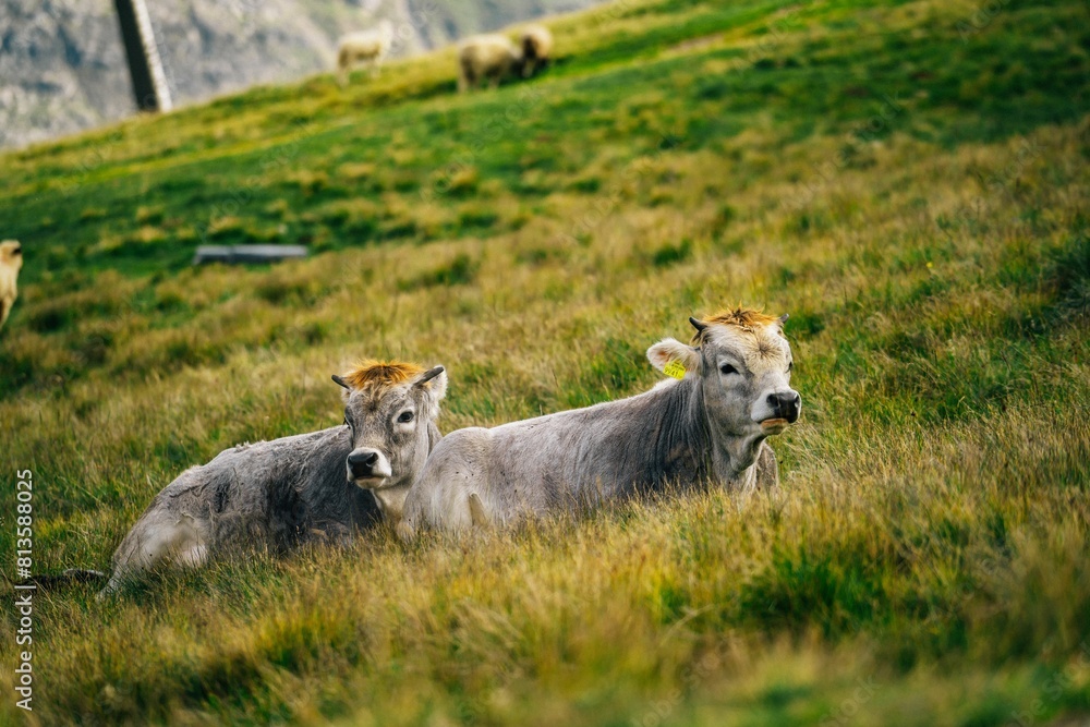 Fototapeta premium Selective focus shot of cows in pasture