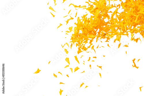 Yellow Marigold petals falling romantic white background isolated with yellow marigold flower petals flying. Religious floral spring season, ritual invitation yellow marigold petals in mid air