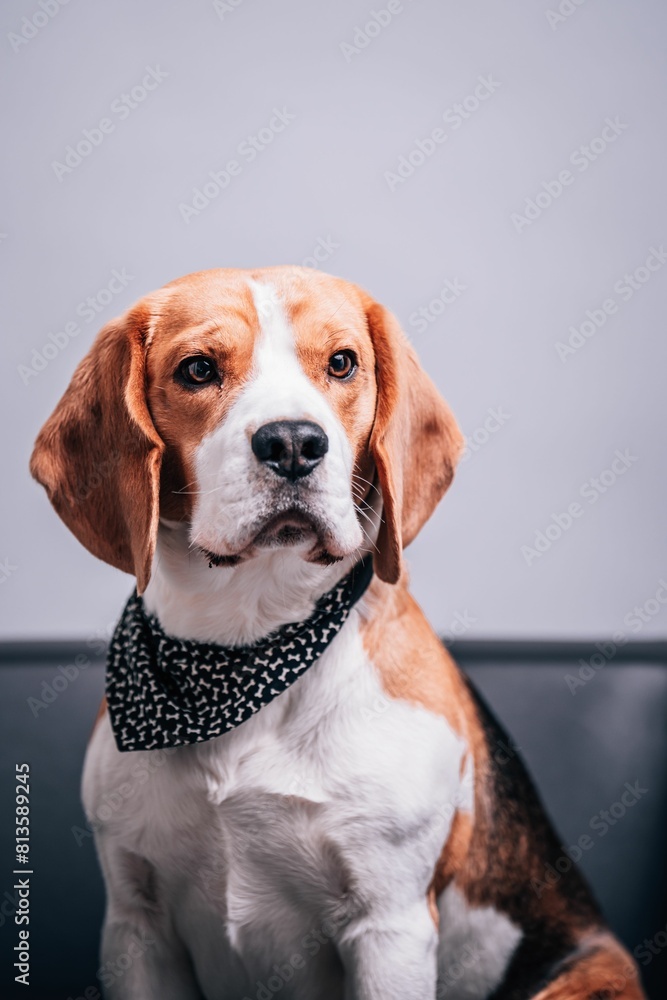 Beautiful portrait of a beagle Beautiful portrait of a beagle