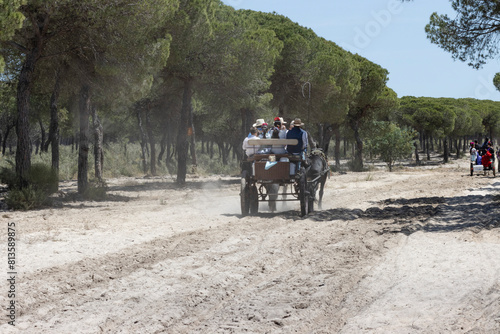 Pilgrims in carriages on sandy roads and surrounded by pine forests. Alternatives are horses, oxen and tractors.