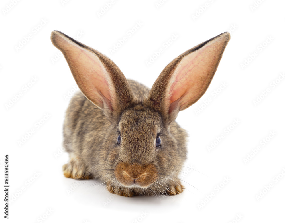 One brown rabbit. One brown rabbit.