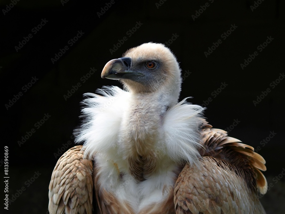 Closeup shot of a vulture