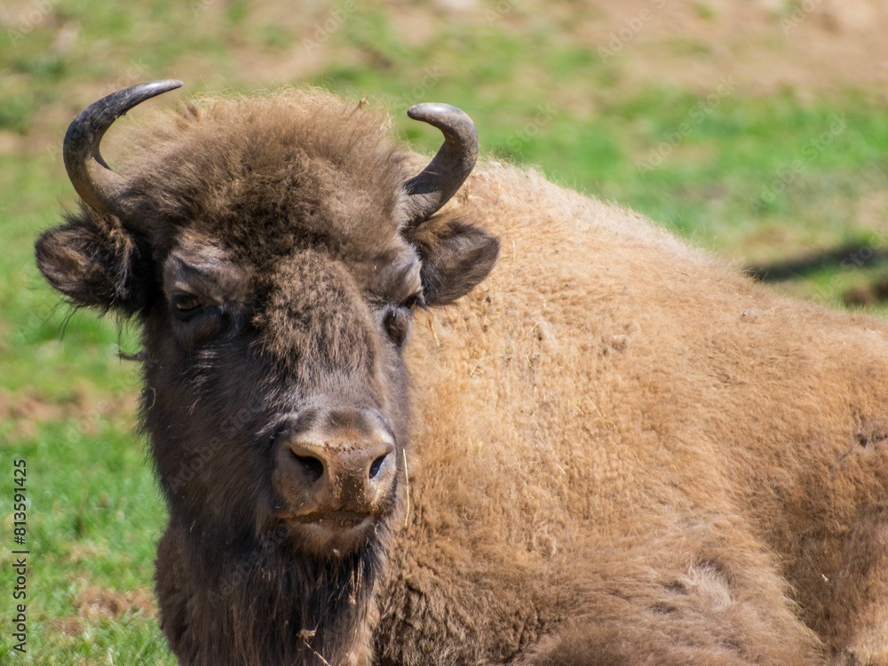 Close up of a European bison (Bison bonasus) staring into the camera under the bright sunlight Close up of a European bison (Bison bonasus) staring into the camera under the bright sunlight