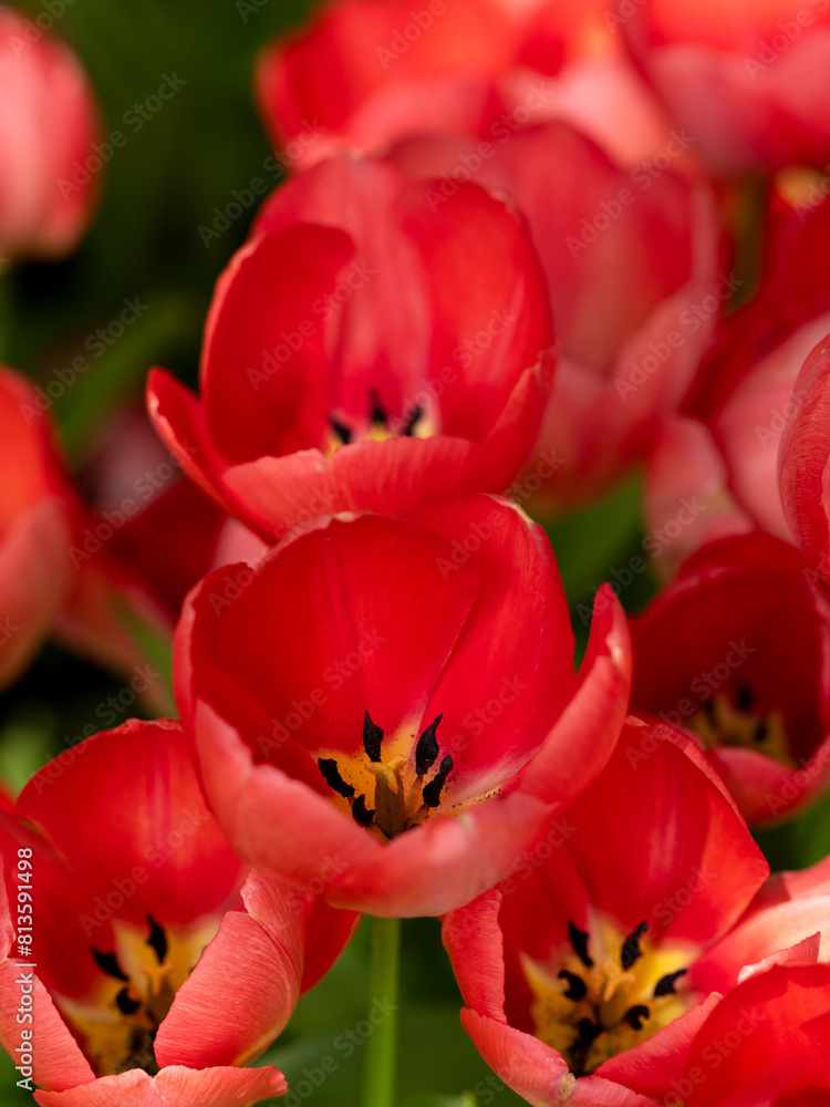 red tulips with selective focus in the foreground showing the stamen. red tulips with selective focus in the foreground showing the stamen.