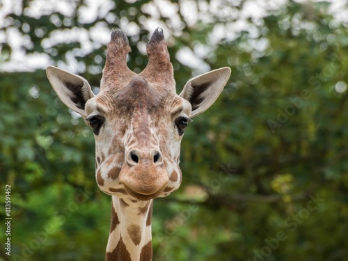 Photography Close up of a cute giraffe (Giraffa) on a natural, blurred background