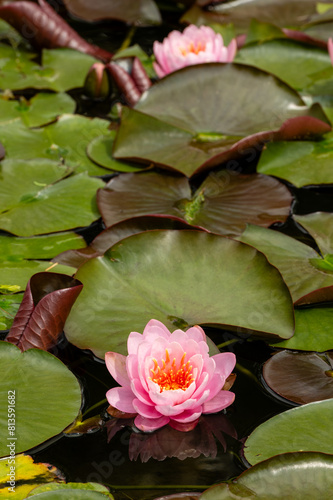 in the foreground a white water lily in bloom floats in the water among lush vegetation