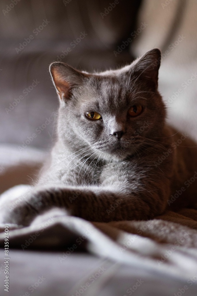 Vertical shot of a fluffy gray cat with serious eyes lying on the bed