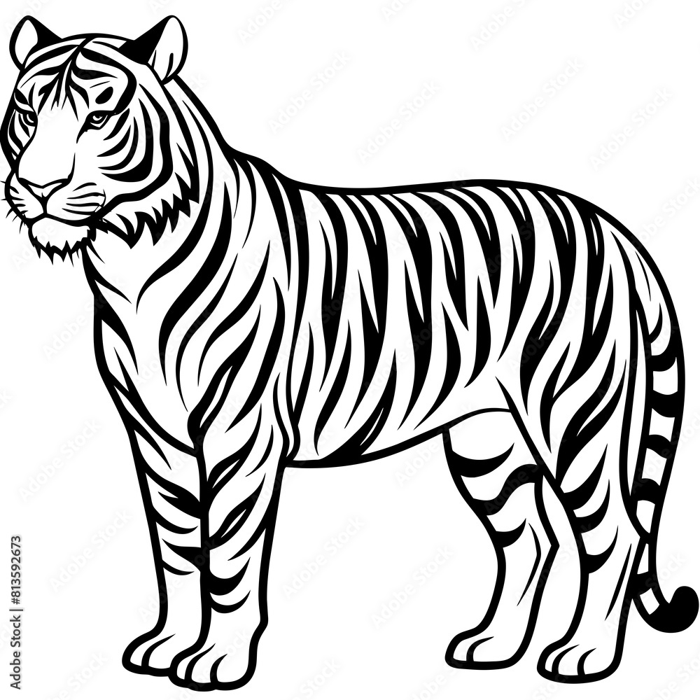 tiger illustration tiger illustration