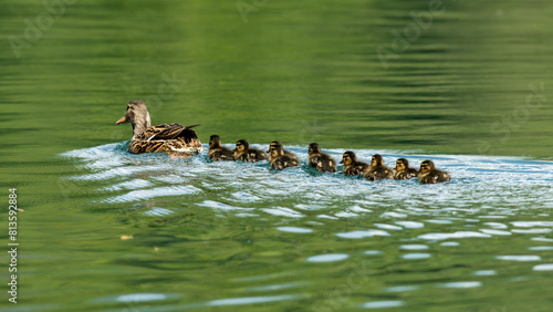 Female mallard "anas platyrhynchos" with her young of a few days old in the water.