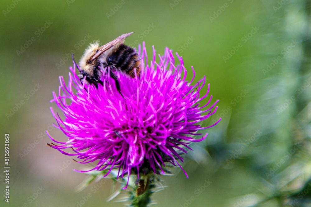 Macro shot of a bumblebee on a purple Thistle with blur background Macro shot of a bumblebee on a purple Thistle with blur background