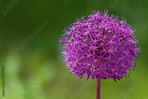 Closeup shot of a purple giant allium photo