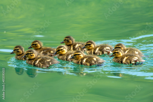 group of "anas platyrhynchos" ducklings born a few days ago swimming in the water of a river.