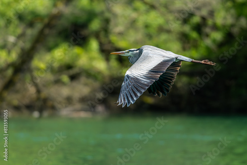 In the foreground, the gray heron taken in flight