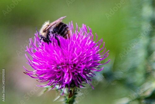 Macro shot of a bumblebee on a purple Thistle with blur background