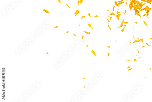 Fototapeta Naklejka Na Ścianę i Meble -  Yellow Marigold petals falling romantic white background isolated with yellow marigold flower petals flying. Religious floral spring season, ritual invitation yellow marigold petals in mid air