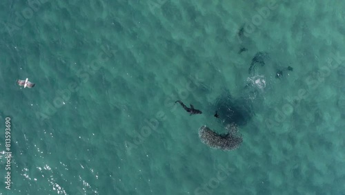 Wallpaper Mural Footage from above of a shark attacking seals and hunting one of them Torontodigital.ca