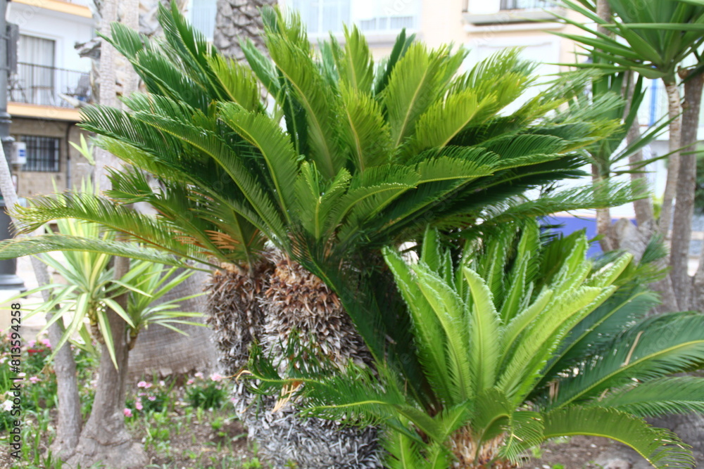 Fototapeta premium palmera