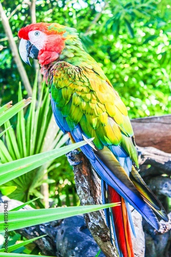 Valokuva Vertical side closeup of a macaw perching on a tree branch sunlit green leaves b