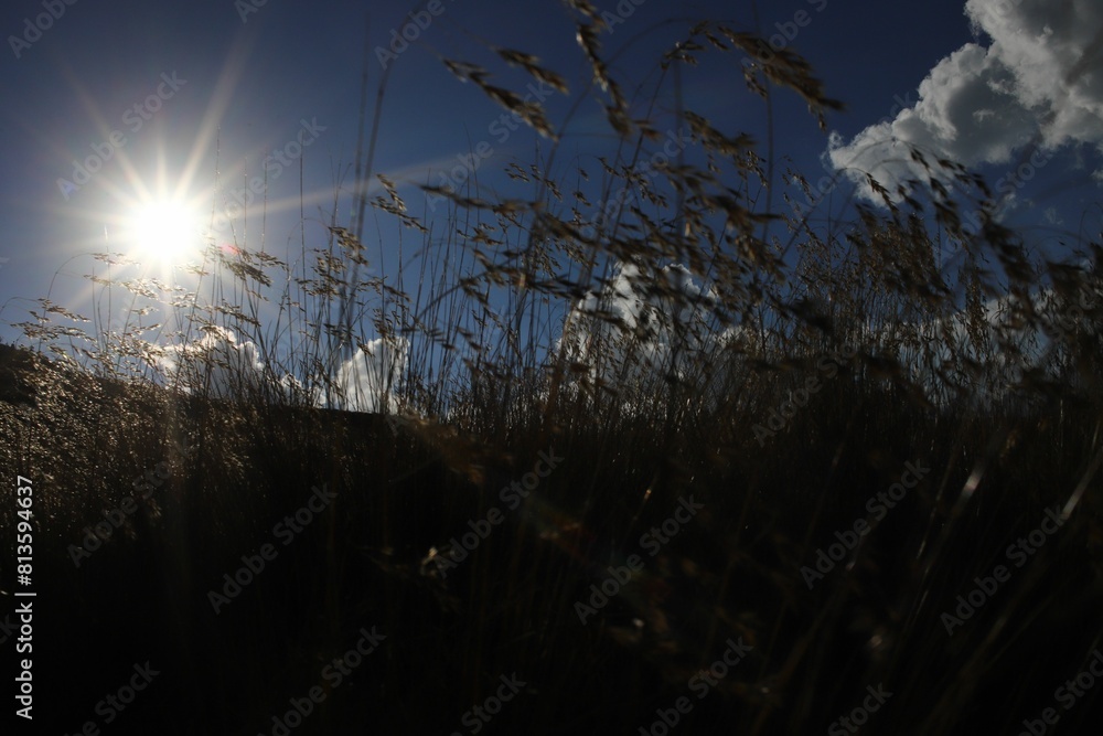 Obraz premium Selective of grass against the shining sun