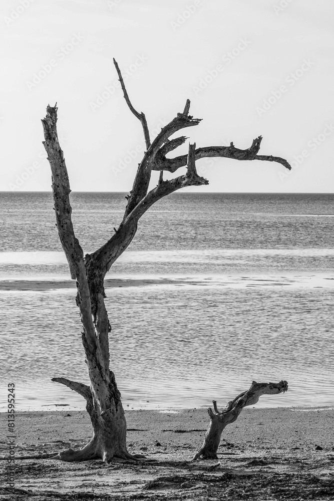 Vertical of a leafless tree growing on the sandy shore of Driftwood Beach, grayscale Vertical of a leafless tree growing on the sandy shore of Driftwood Beach, grayscale