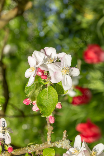 Apple blossom buds in spring  malus domestica gloster apple tree. Buds on spring apple tree. Spring branch of apple tree with pink budding buds