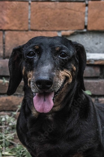 Wallpaper Mural Close up of a happy Dachshund dog (Canis) with a brick stone wall in the background Torontodigital.ca