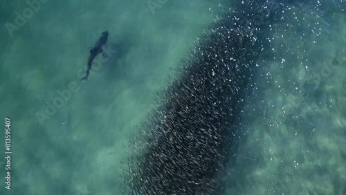 Wallpaper Mural Footage from above of a shark attacking seals and hunting one of them Torontodigital.ca