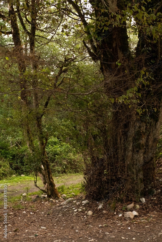 Naklejka premium Vertical shot of a deciduous forest in autumn