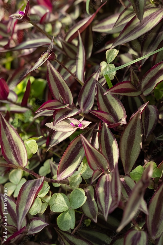 Naklejka premium Vertical shot of beautiful silver inch (Tradescantia zebrina) plant growing in the garden