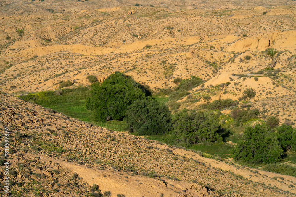 Naklejka premium Dahar, southern Tunisian region, green after the rain