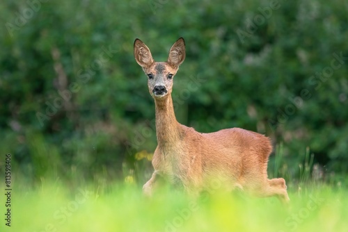 Fototapeta Naklejka Na Ścianę i Meble -  Deer in wilderness in summer